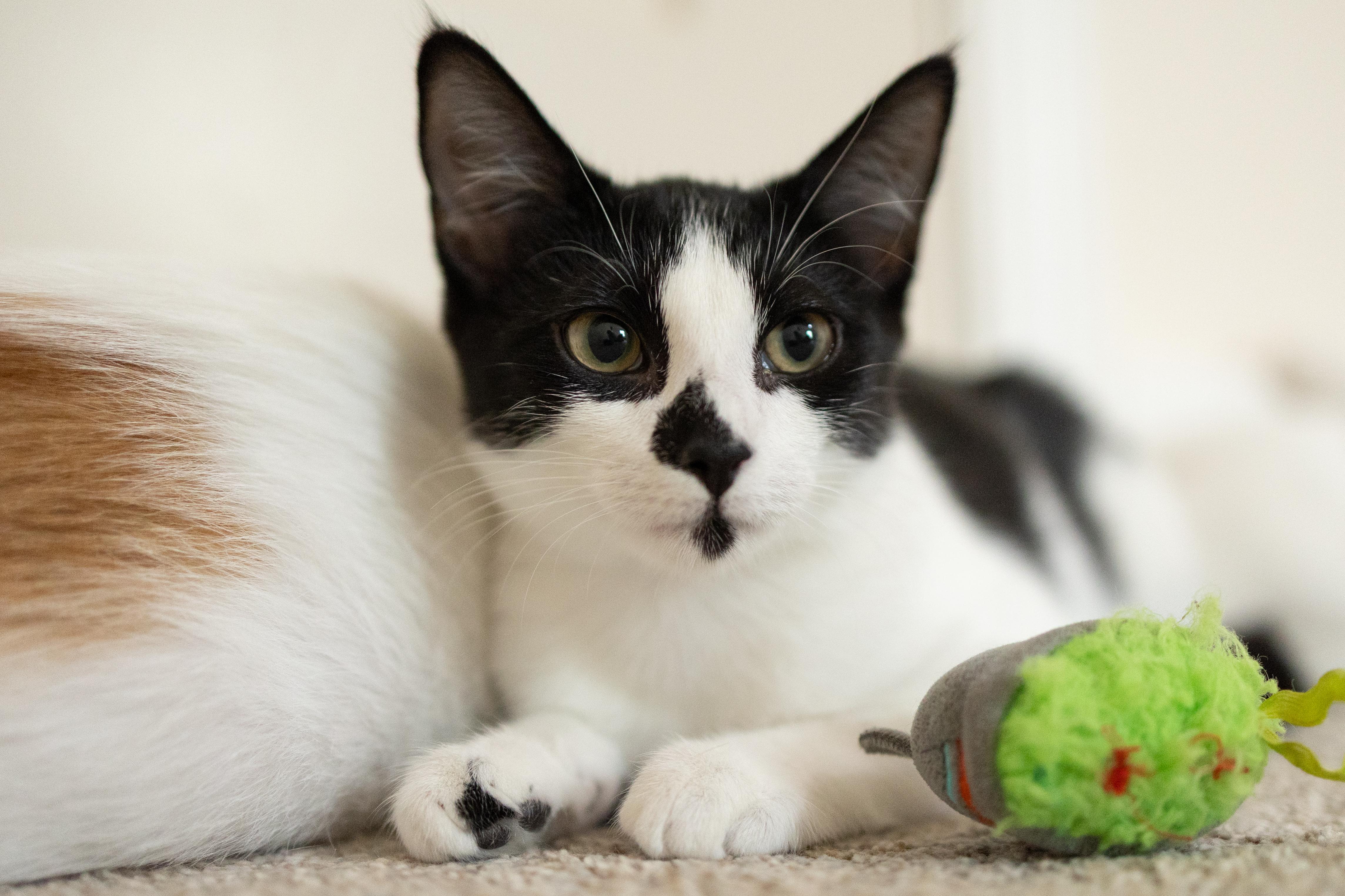 Enlarge Laverne, a Adoptable Domestic Short Hair in Avondale Estates, GA image 3/6