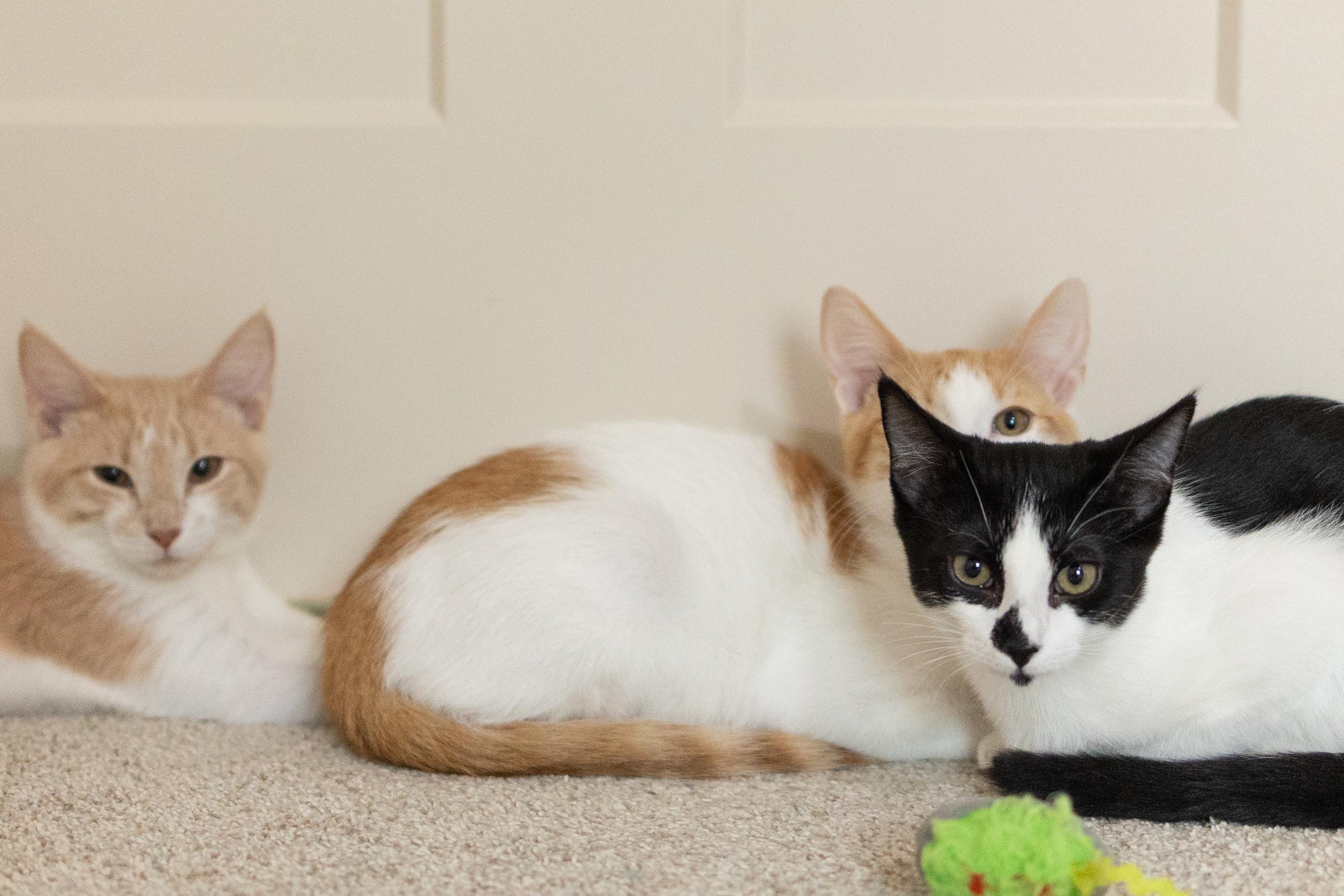 Enlarge Laverne, a Adoptable Domestic Short Hair in Avondale Estates, GA image 5/6