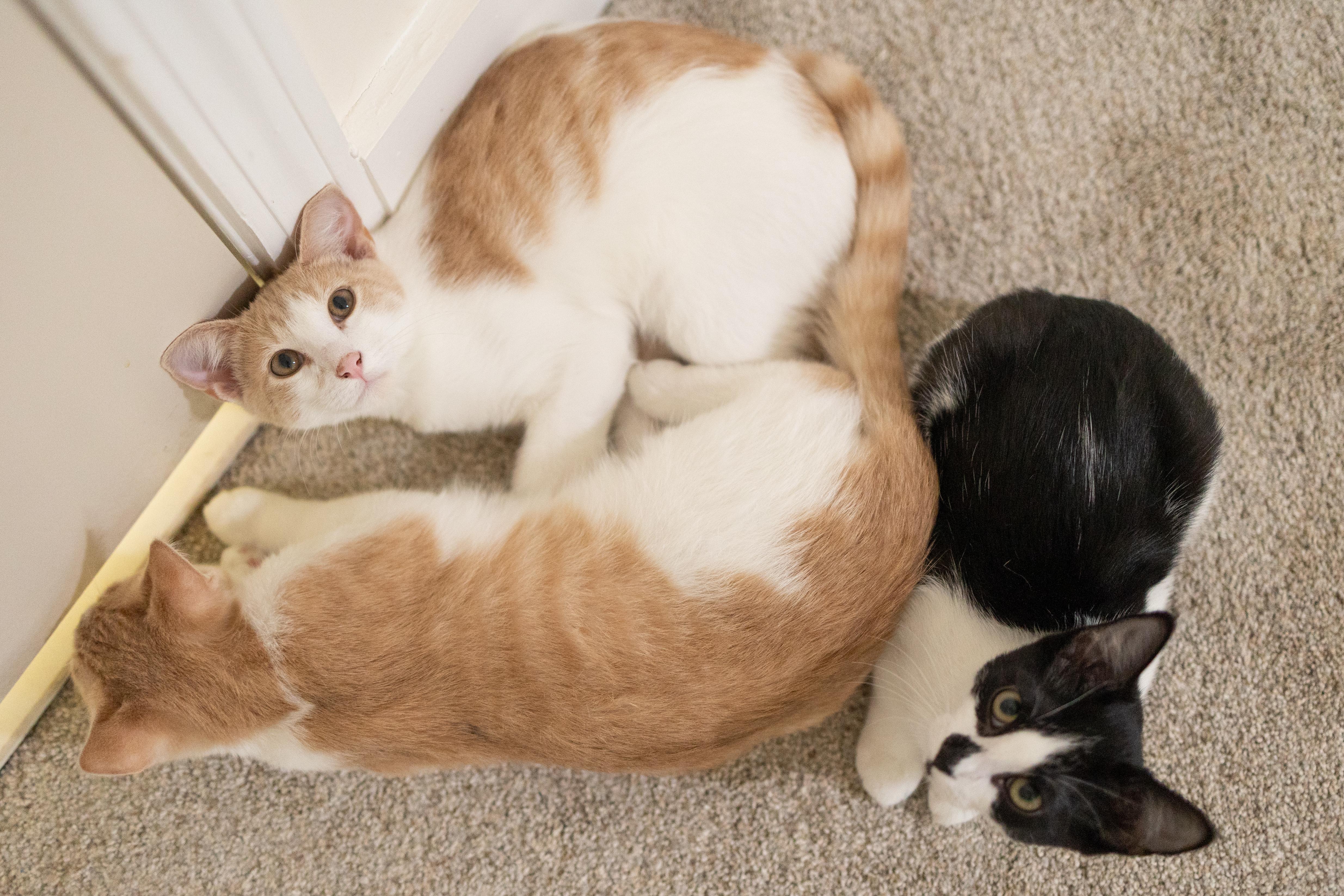 Enlarge Laverne, a Adoptable Domestic Short Hair in Avondale Estates, GA image 4/6