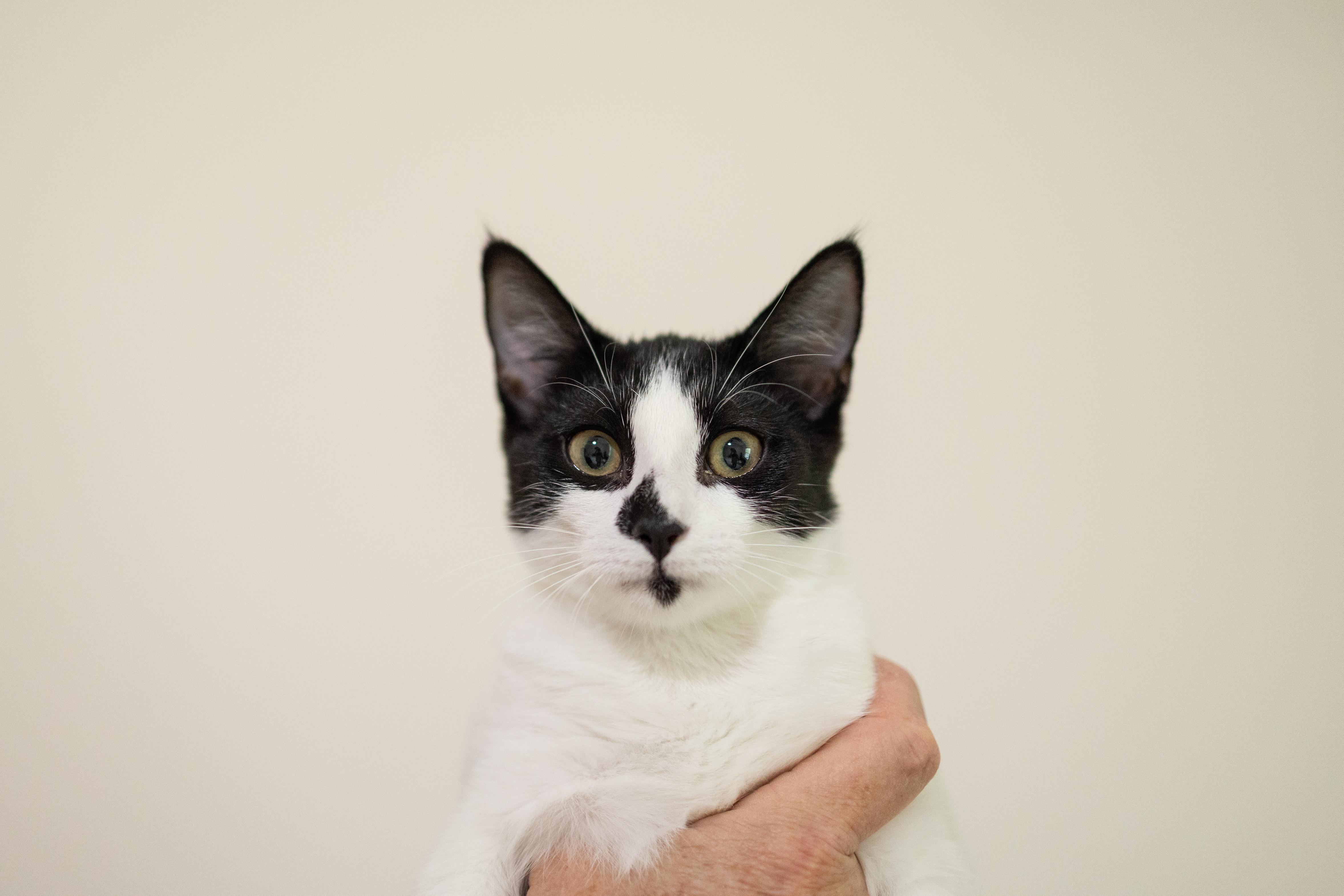 Enlarge Laverne, a Adoptable Domestic Short Hair in Avondale Estates, GA image 2/6