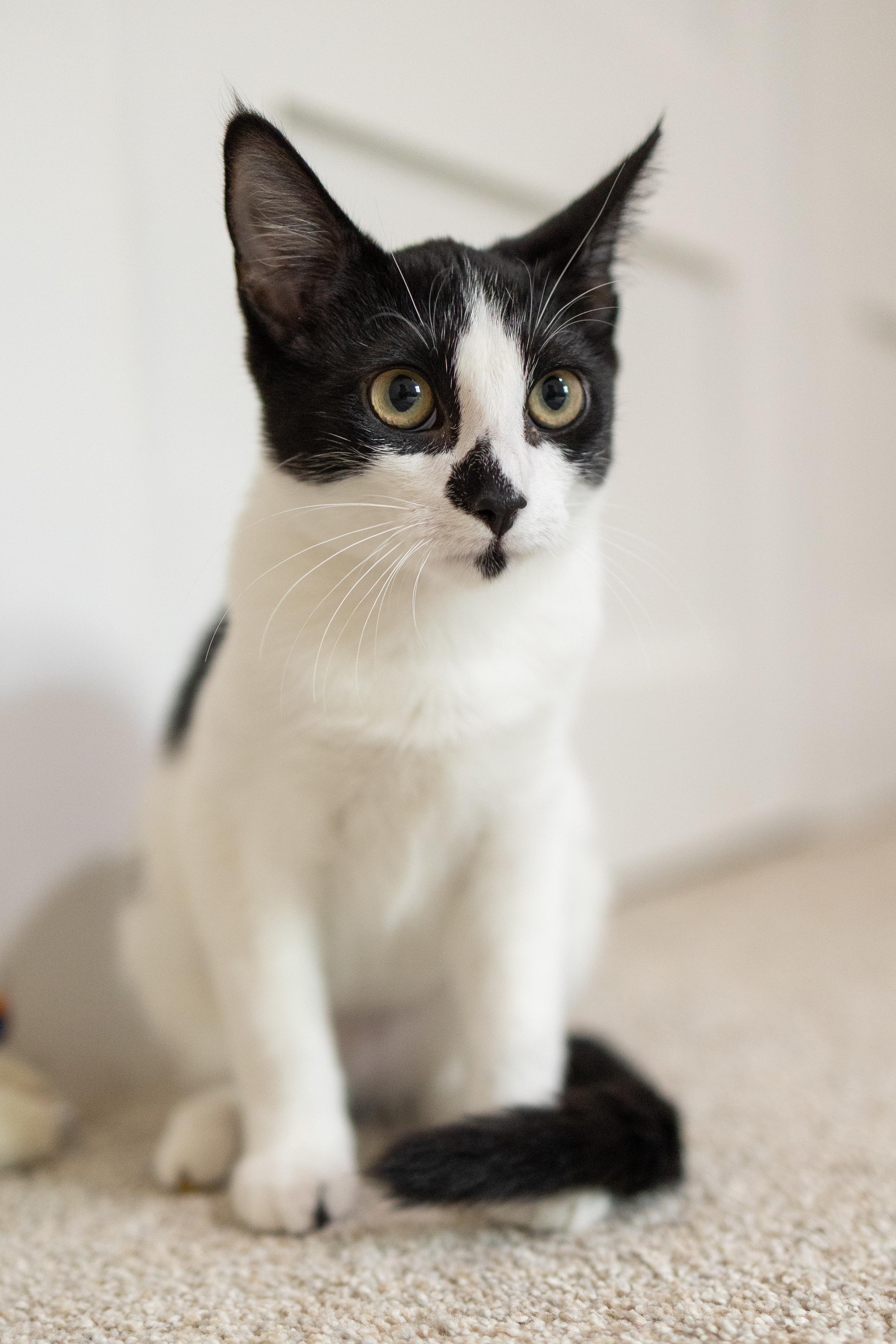 Enlarge Laverne, a Adoptable Domestic Short Hair in Avondale Estates, GA image 1/6