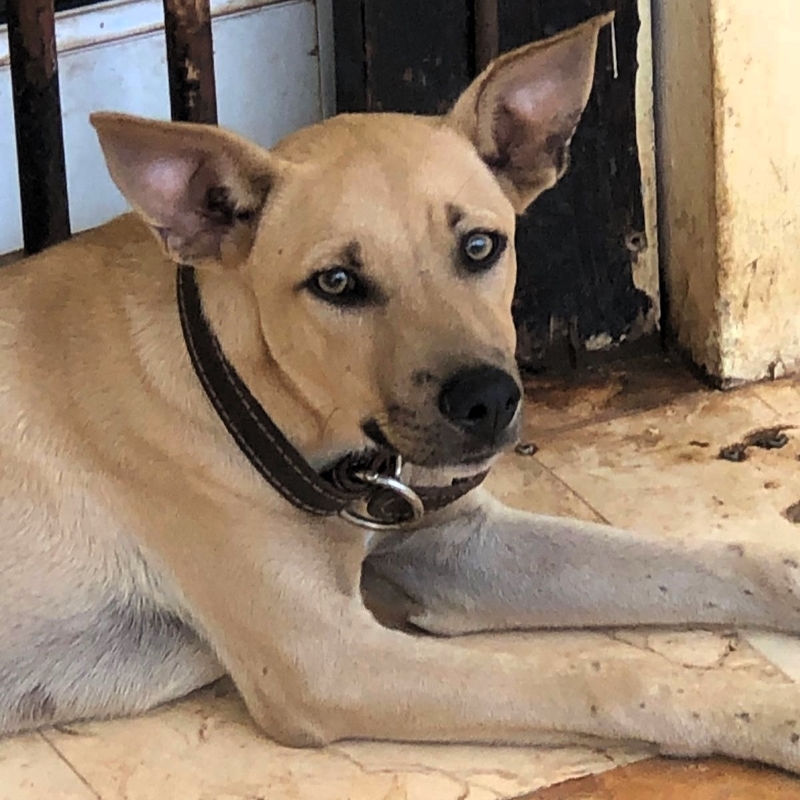 Enlarge Scooby, a Adoptable Chihuahua in Cancun, ROO image 1/4