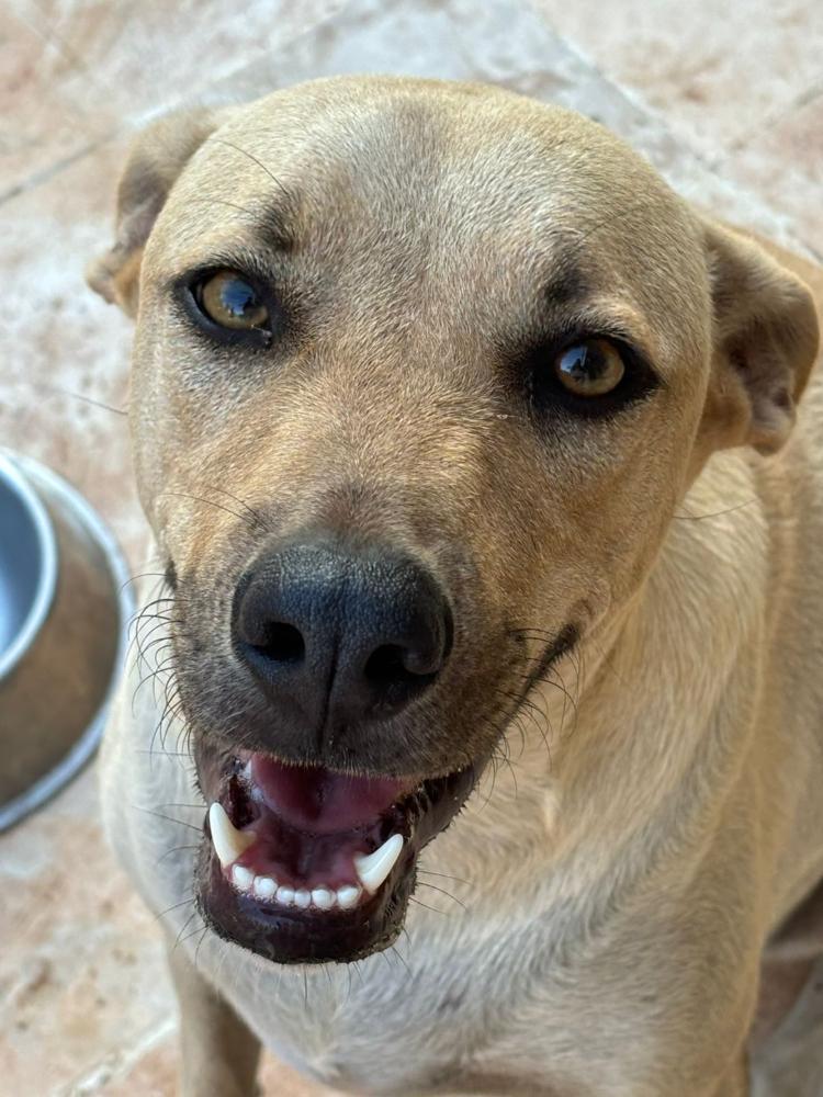Scooby, Adoptable, Young Male Chihuahua & Yellow Labrador Retriever.