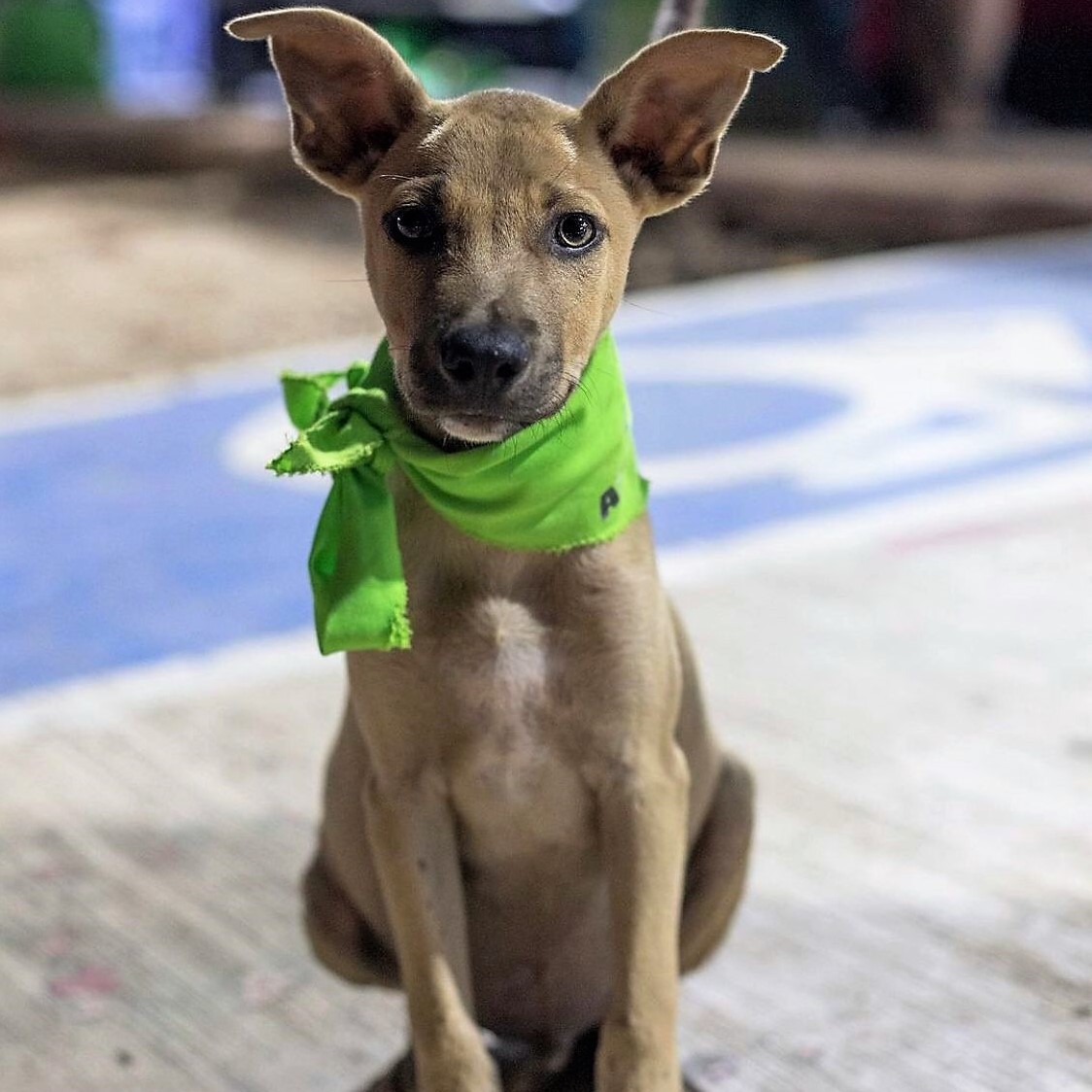 Enlarge Scooby, a Adoptable Chihuahua in Cancun, ROO image 2/4