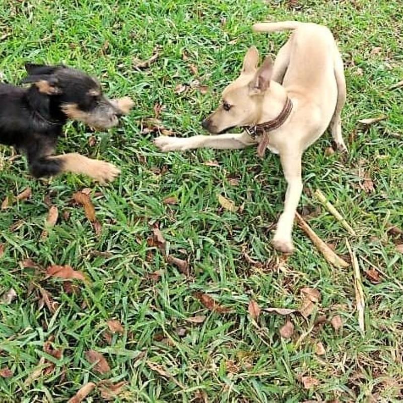 Scooby, a Adoptable mixed breed in Cancun, ROO image 3/6