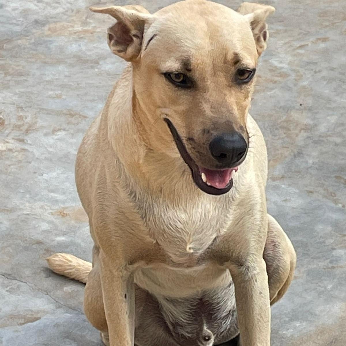 Scooby, a Adoptable mixed breed in Cancun, ROO image 4/6