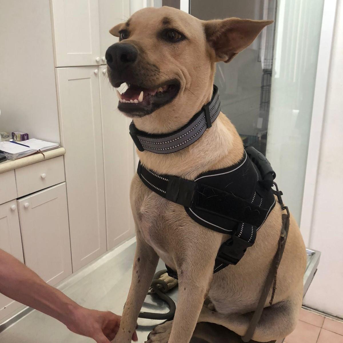 Scooby, a Adoptable mixed breed in Cancun, ROO image 6/6