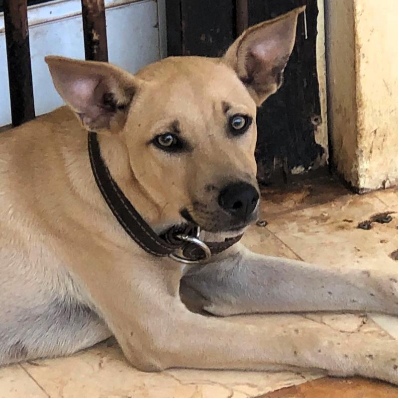 Scooby, a Adoptable mixed breed in Cancun, ROO image 5/6