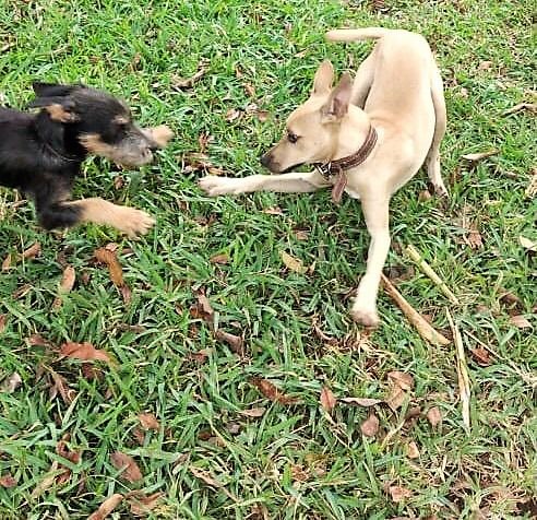 Enlarge Scooby, a Adoptable Chihuahua in Cancun, ROO image 3/4