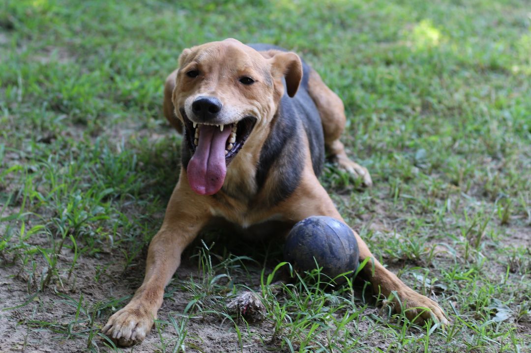 Enlarge Daario, a Adoptable mixed breed in Rossville, TN image 6/9