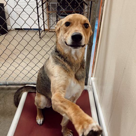 Enlarge Daario, a Adoptable mixed breed in Rossville, TN image 7/9