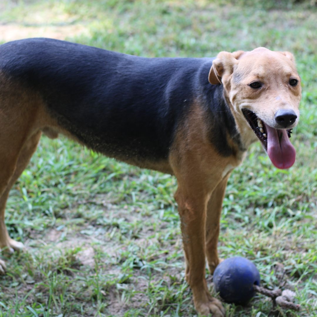 Enlarge Daario, a Adoptable mixed breed in Rossville, TN image 8/9