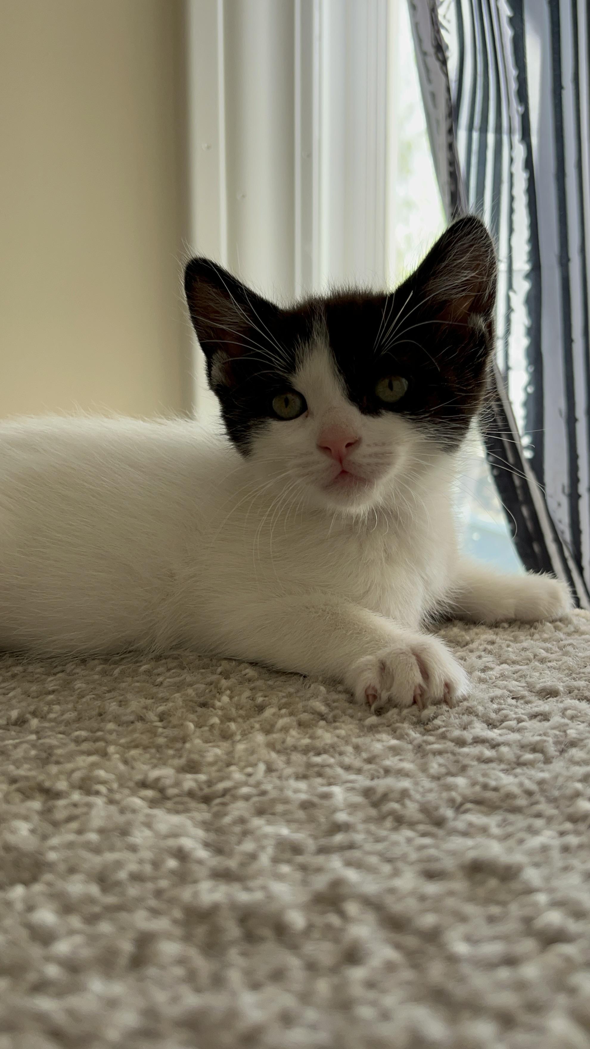 Pearl photo 4