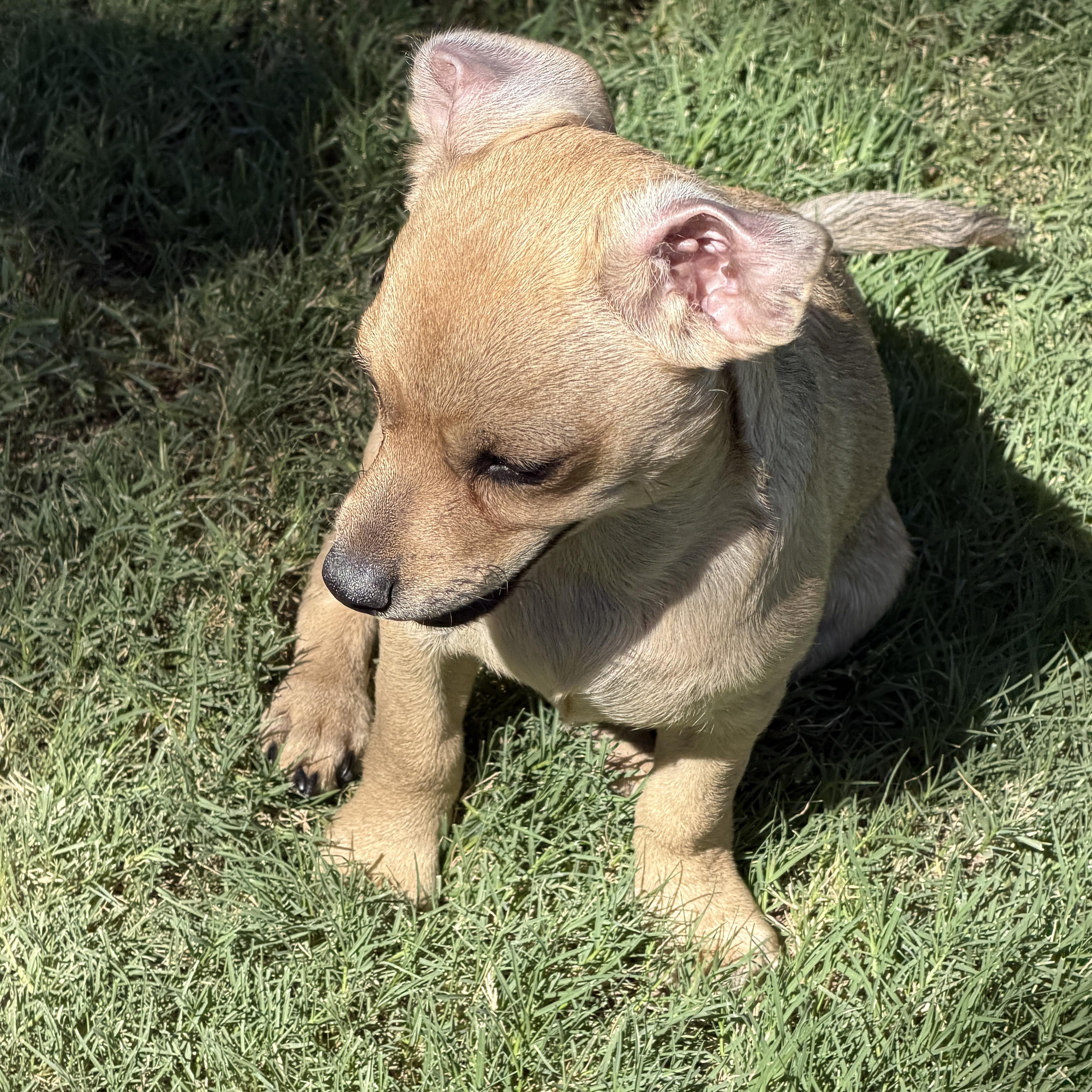 Enlarge Prospector, a Adoptable mixed breed in Gilbert, AZ image 5/6
