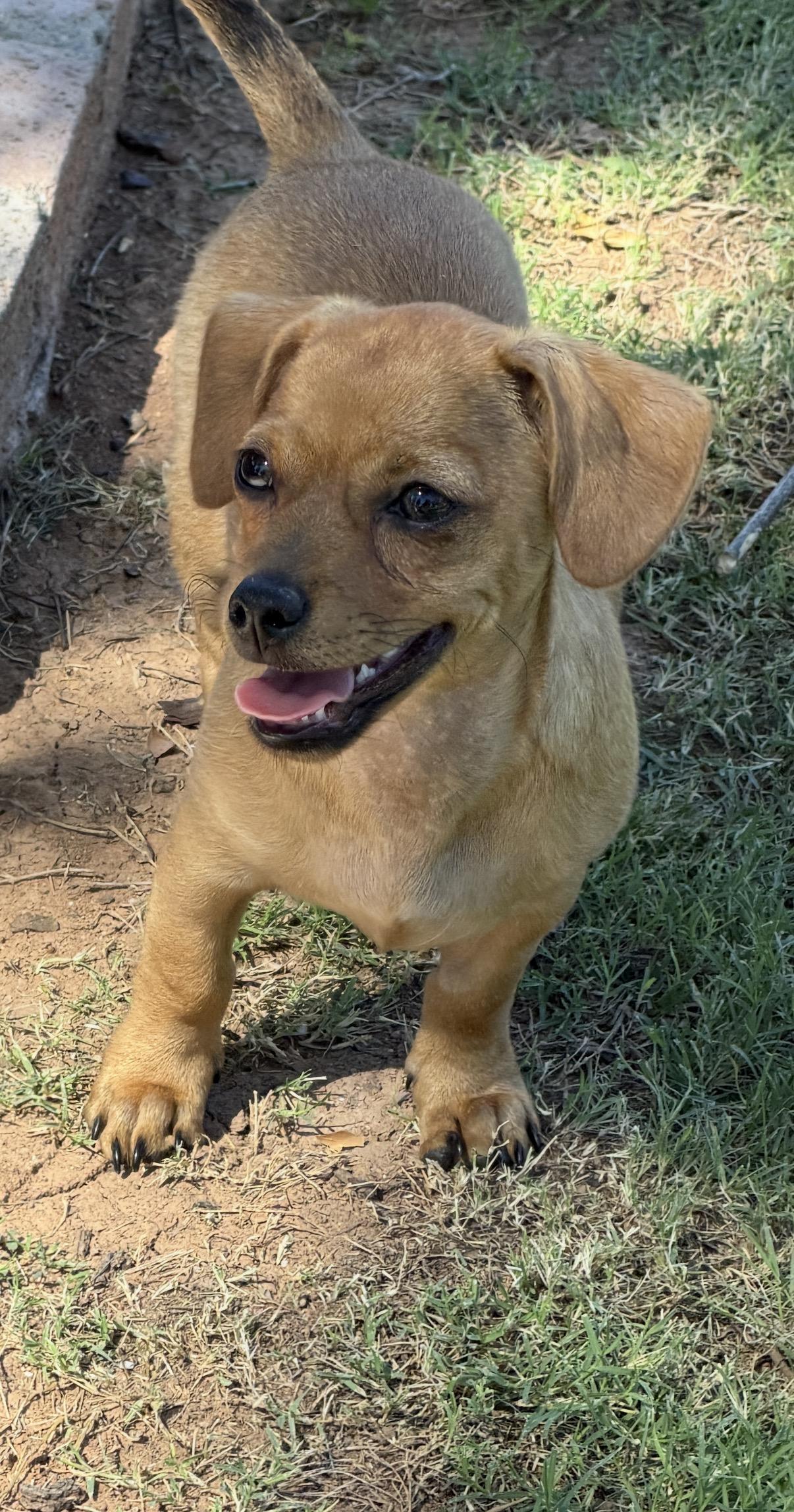 Prospector, Adoptable, Puppy Male Dachshund & Chiweenie.