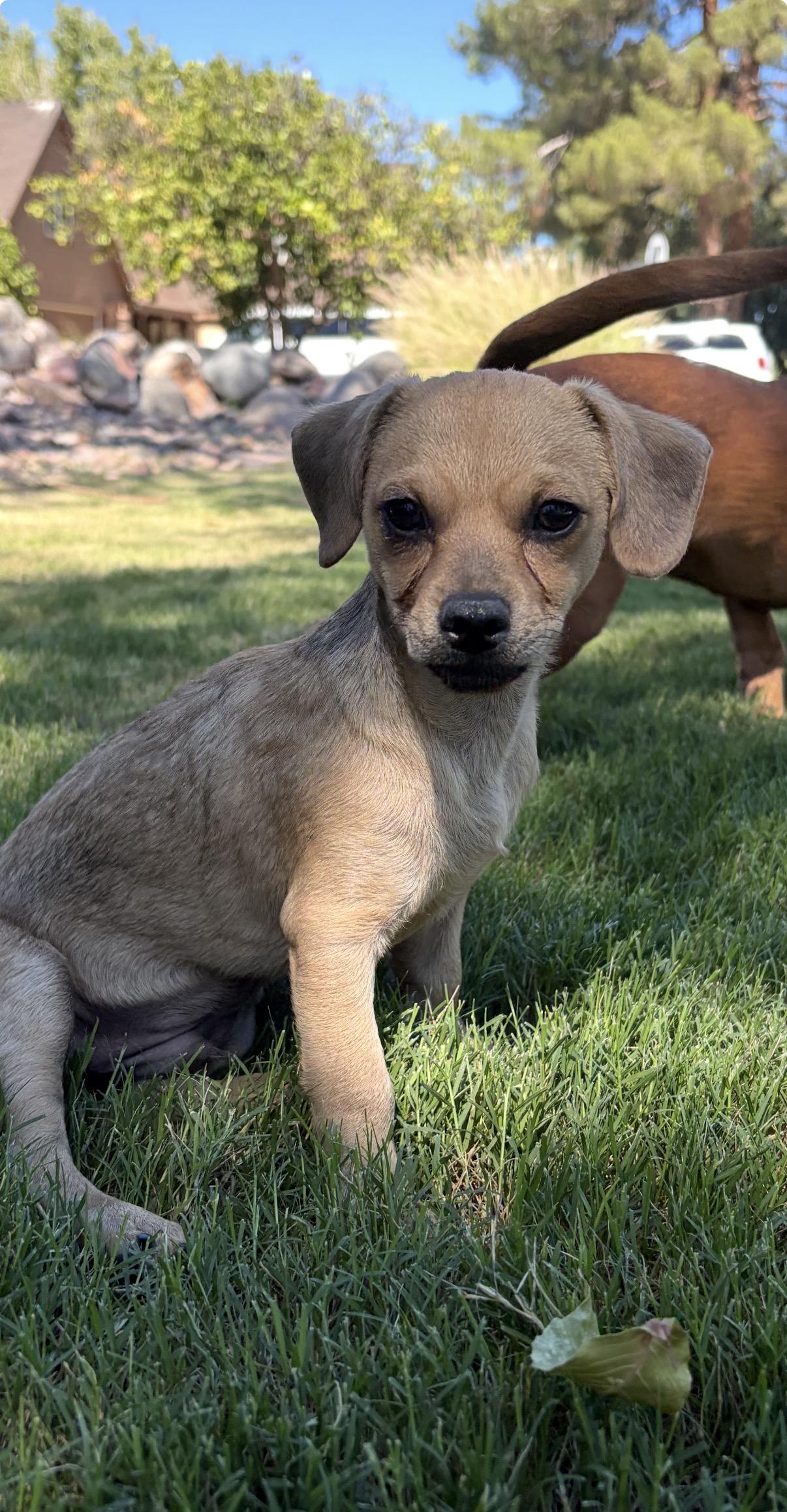 Prospector, Adoptable, Puppy Male Dachshund & Chiweenie.
