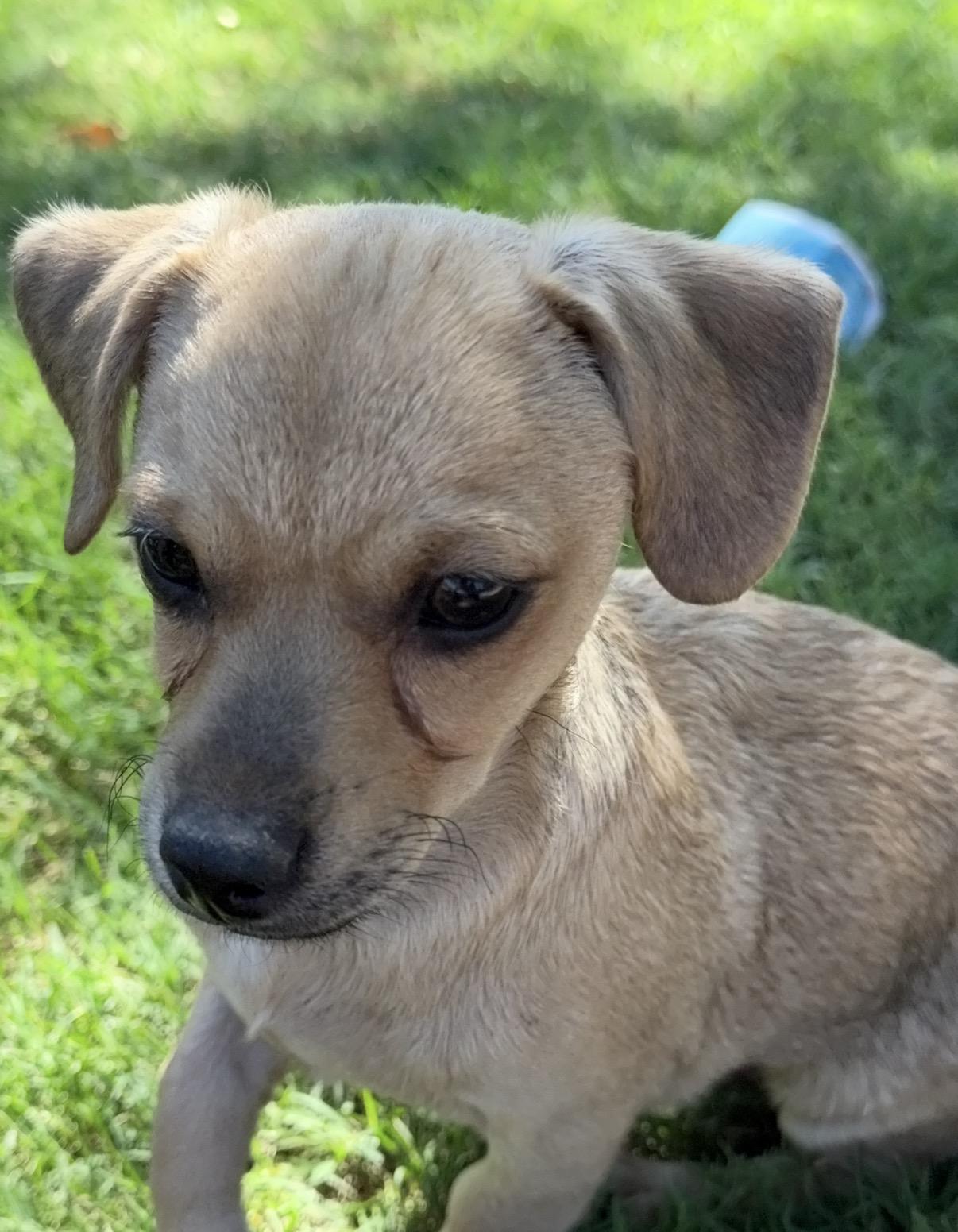 Enlarge Prospector, a Adoptable mixed breed in Gilbert, AZ image 6/6