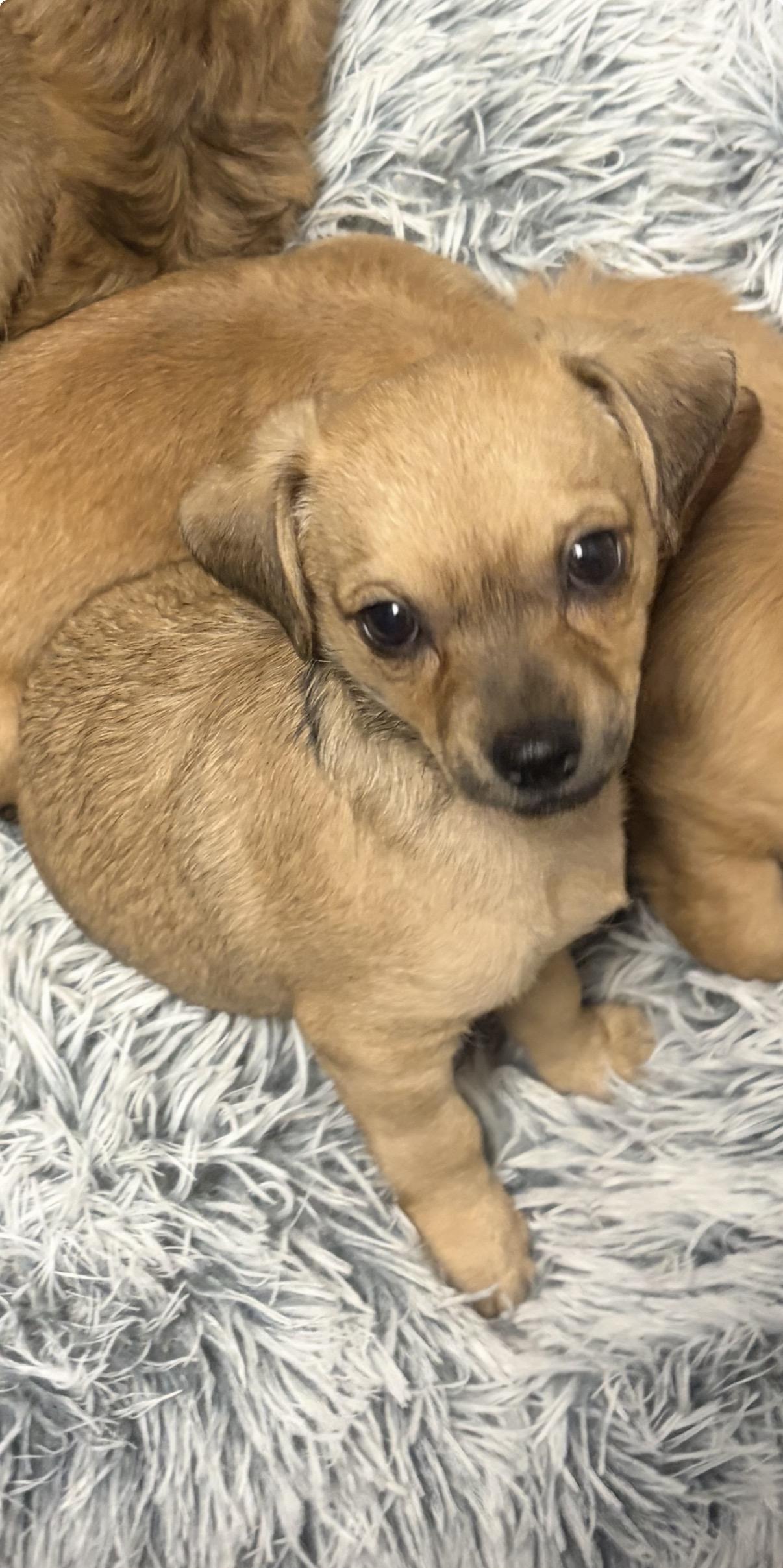Prospector, Adoptable, Puppy Male Dachshund & Chiweenie.