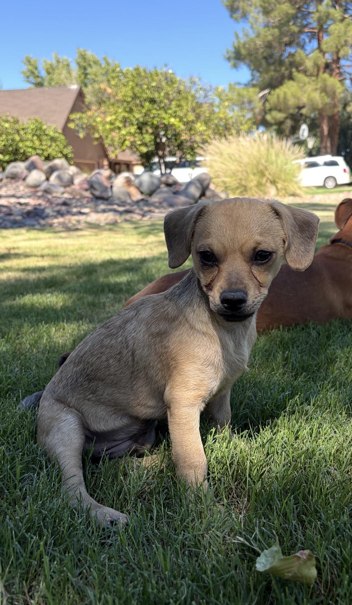 Enlarge Prospector, a Adoptable mixed breed in Gilbert, AZ image 4/6