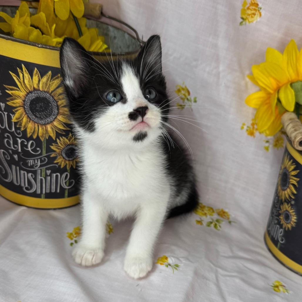 Enlarge Elio, a Adoptable Domestic Short Hair in Mount Vernon, IL image 1/6