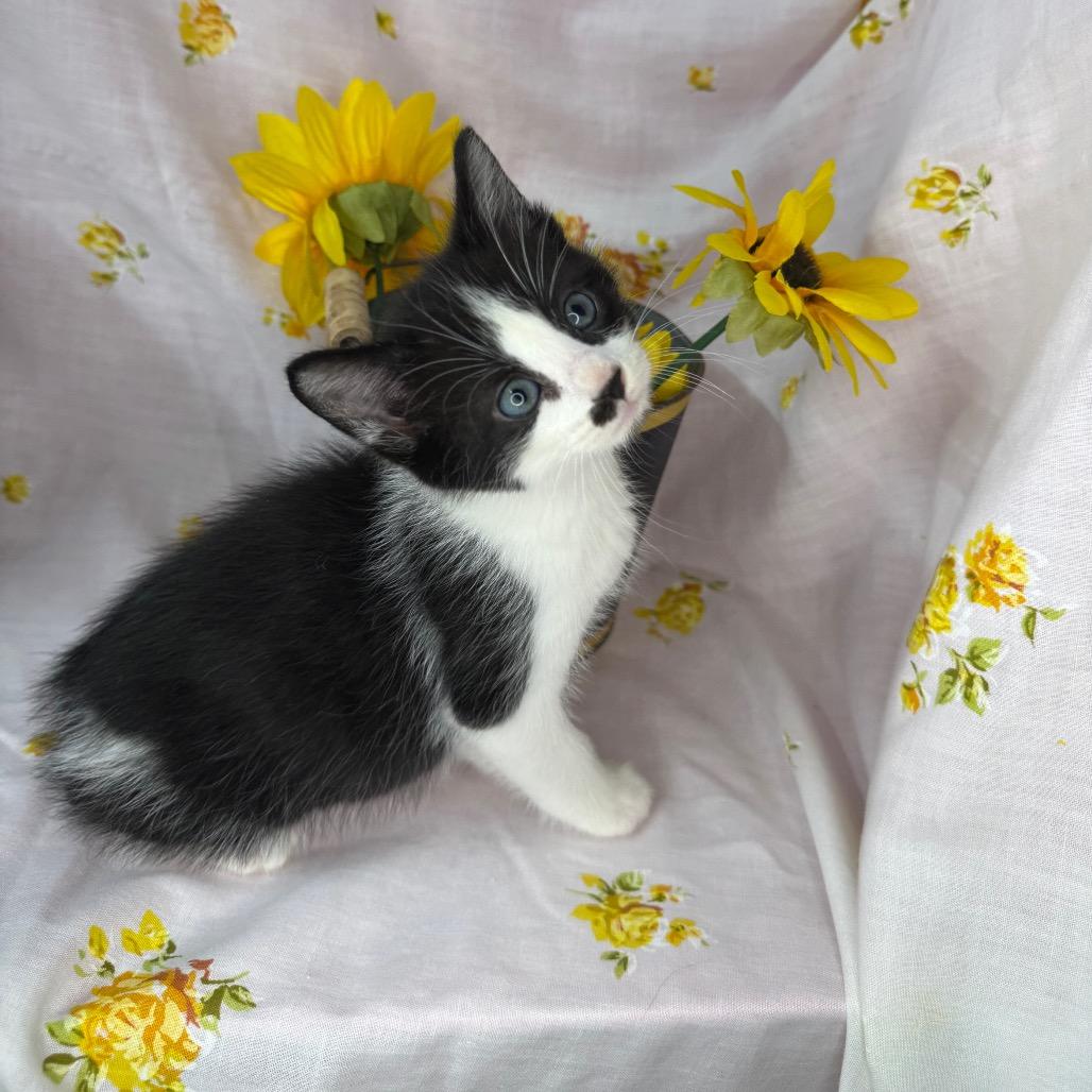 Enlarge Elio, a Adoptable Domestic Short Hair in Mount Vernon, IL image 2/6