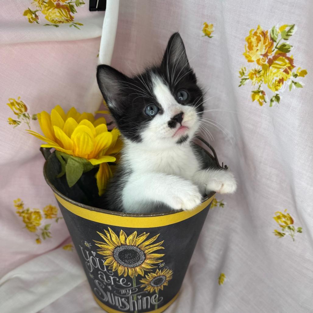 Enlarge Elio, a Adoptable Domestic Short Hair in Mount Vernon, IL image 3/6