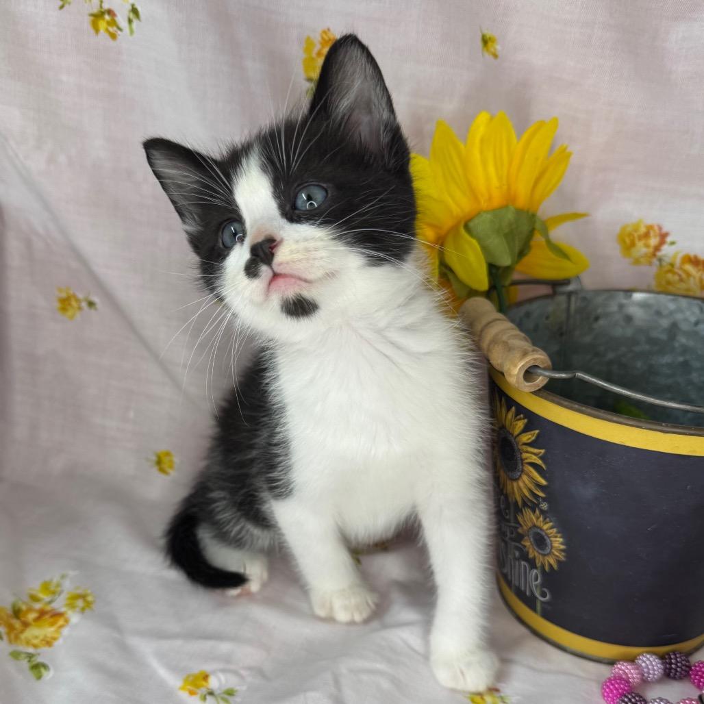 Enlarge Elio, a Adoptable Domestic Short Hair in Mount Vernon, IL image 4/6