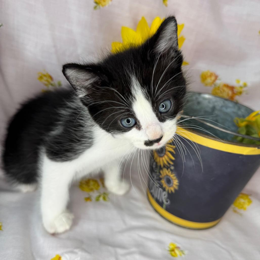 Enlarge Elio, a Adoptable Domestic Short Hair in Mount Vernon, IL image 5/6