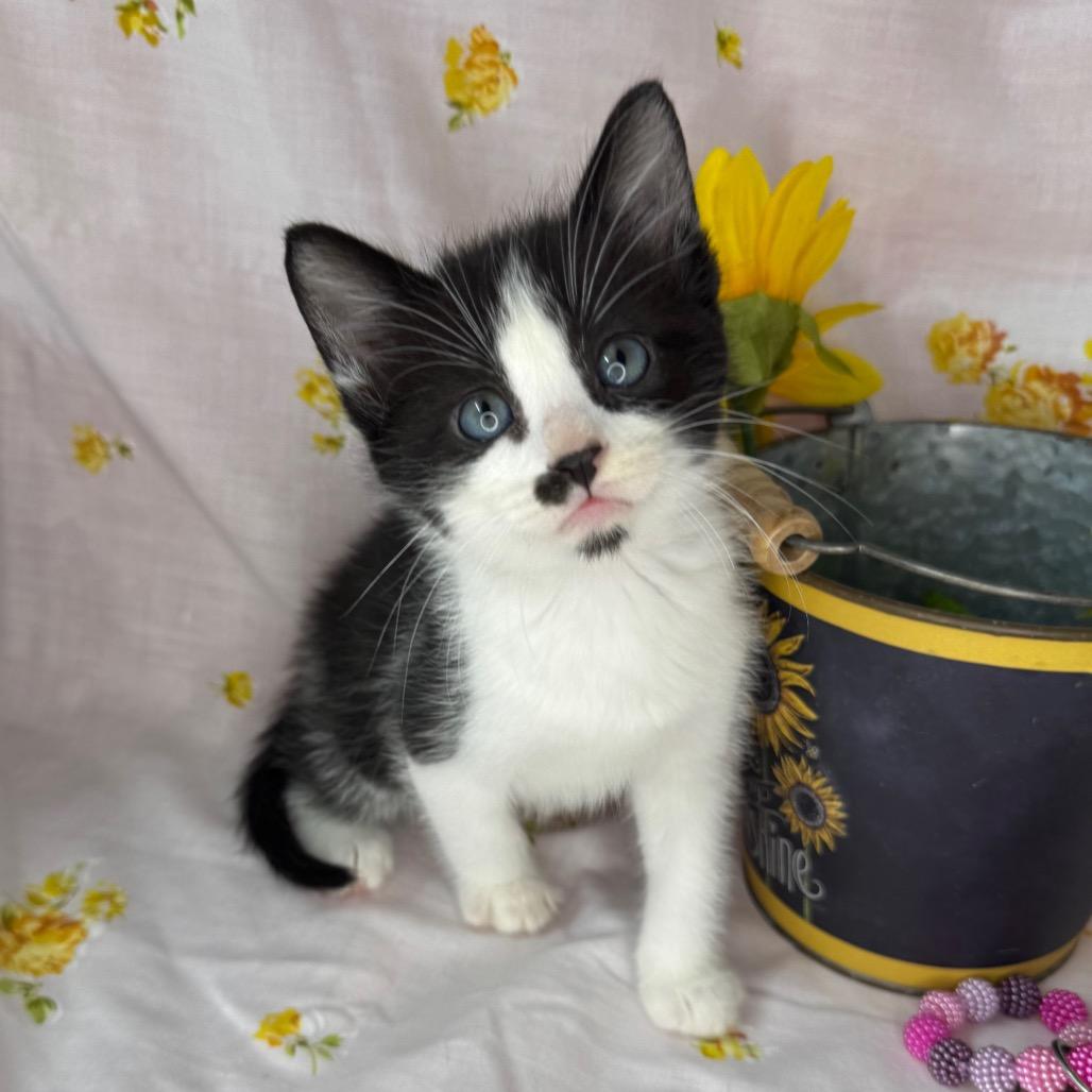 Enlarge Elio, a Adoptable Domestic Short Hair in Mount Vernon, IL image 6/6