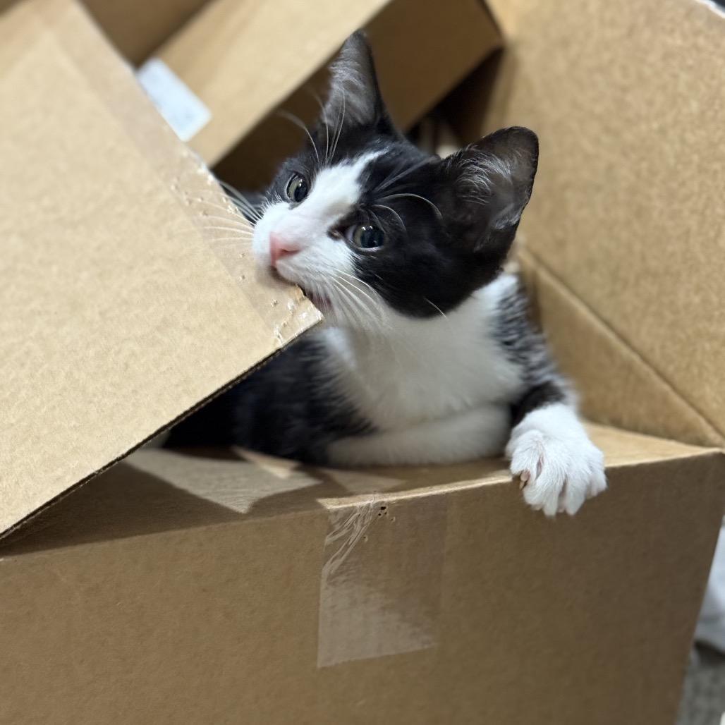 Enlarge Sparky, a Adoptable Domestic Short Hair in Port Neches, TX image 1/6