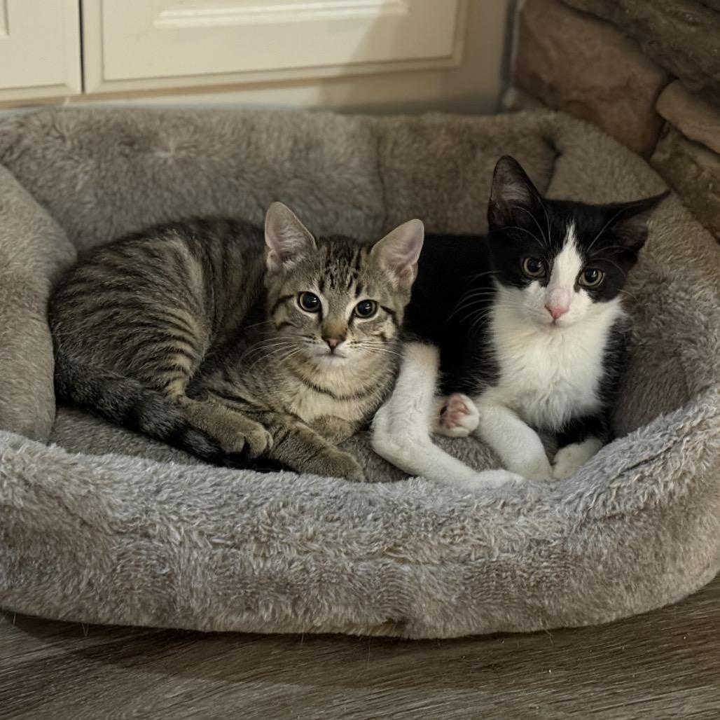 Enlarge Sparky, a Adoptable Domestic Short Hair in Port Neches, TX image 2/6