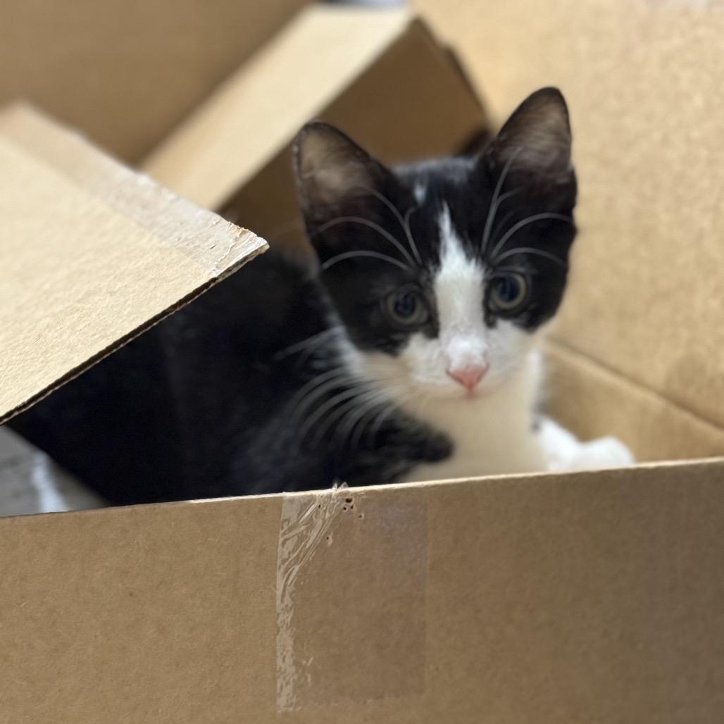 Enlarge Sparky, a Adoptable Domestic Short Hair in Port Neches, TX image 3/6