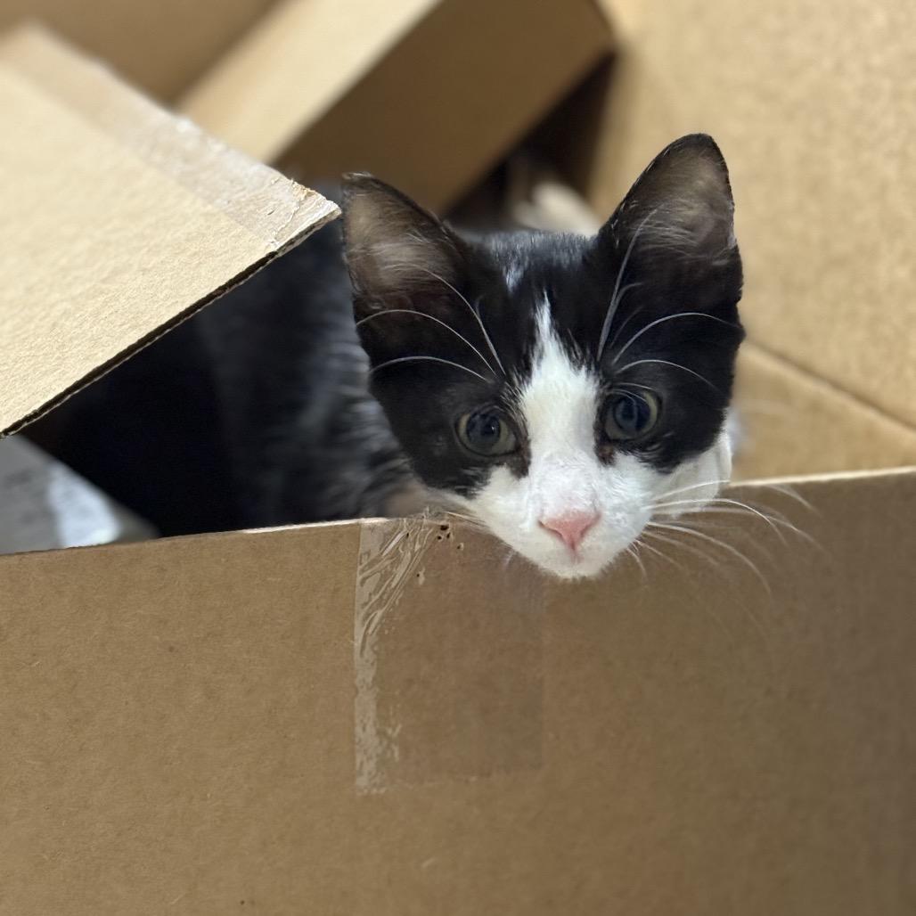 Enlarge Sparky, a Adoptable Domestic Short Hair in Port Neches, TX image 4/6