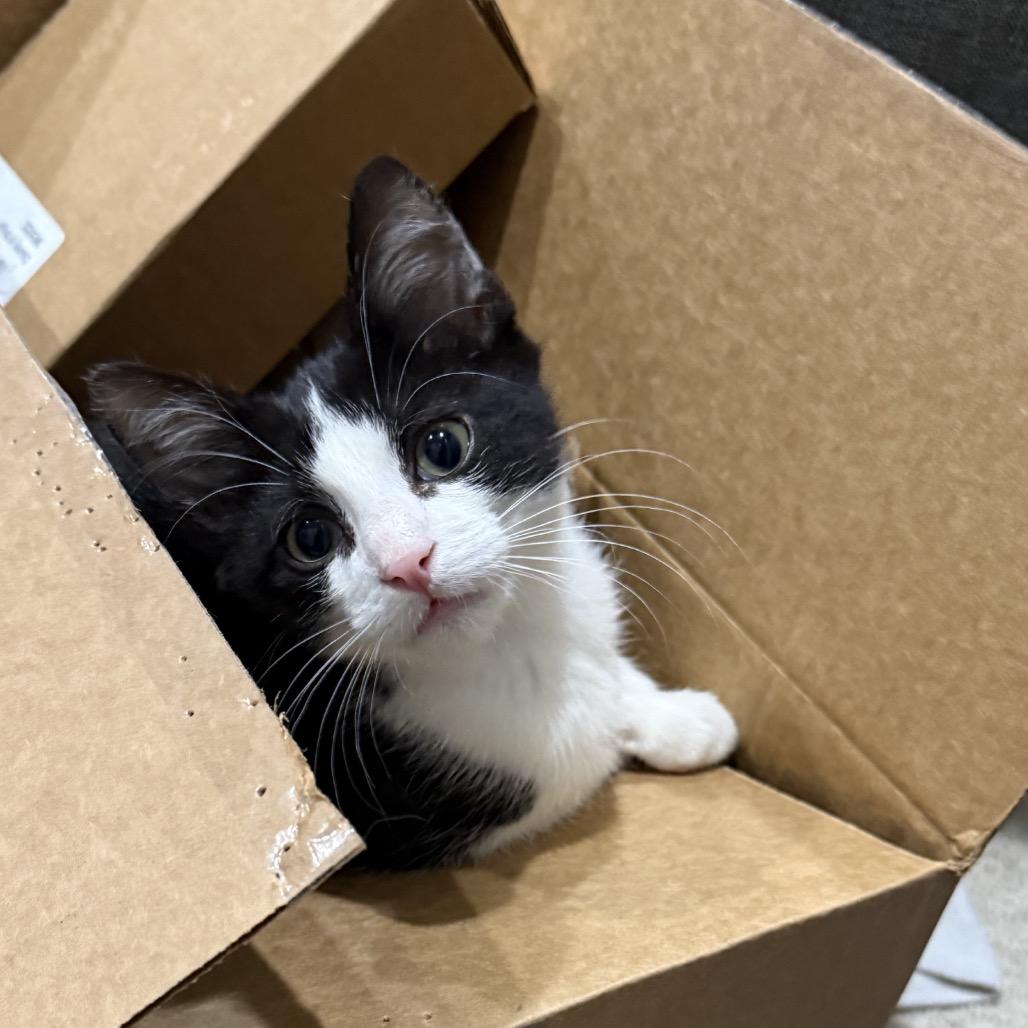 Enlarge Sparky, a Adoptable Domestic Short Hair in Port Neches, TX image 5/6