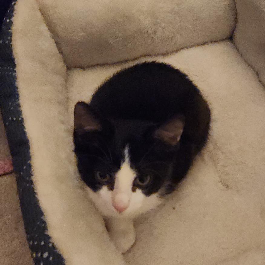 Enlarge Sparky, a Adoptable Domestic Short Hair in Port Neches, TX image 6/6