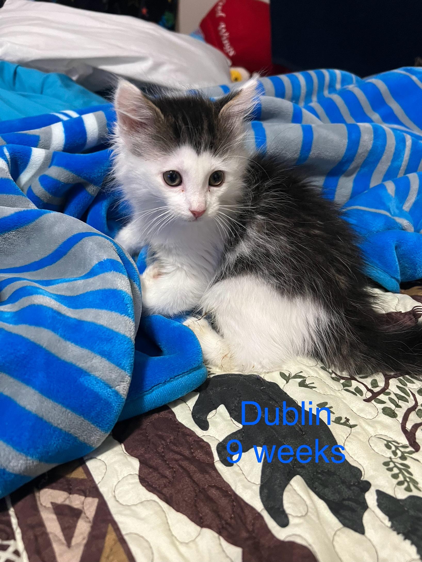 Dublin, ADOPTABLE, Kitten Male Domestic Long Hair.