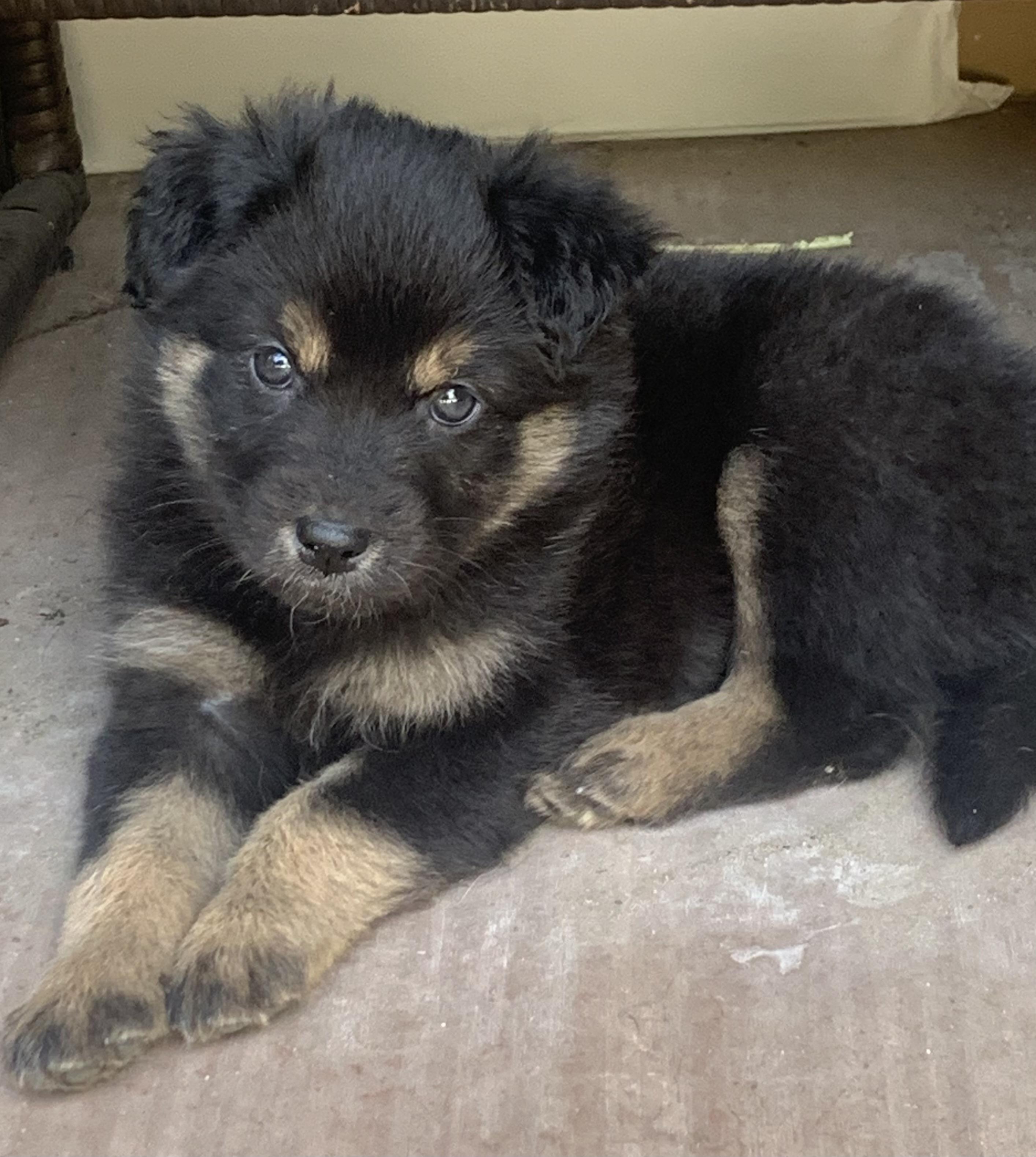 Violet, adopted, Puppy Female Australian Shepherd.