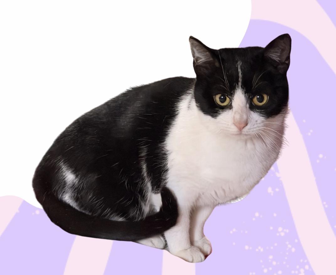 Enlarge Mouse , a ADOPTABLE mixed breed in Scranton, PA image 2/3