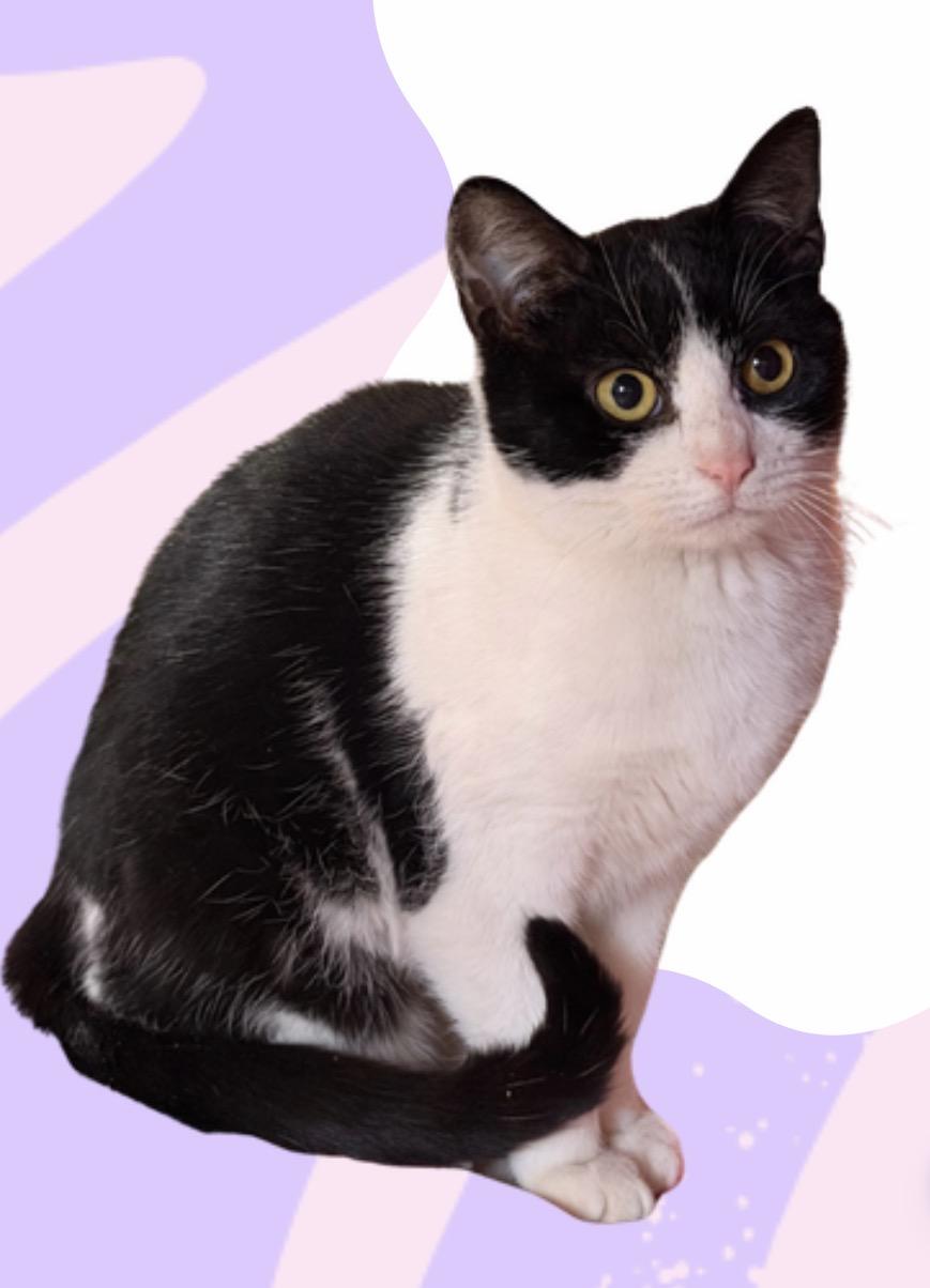 Enlarge Mouse , a ADOPTABLE mixed breed in Scranton, PA image 1/3