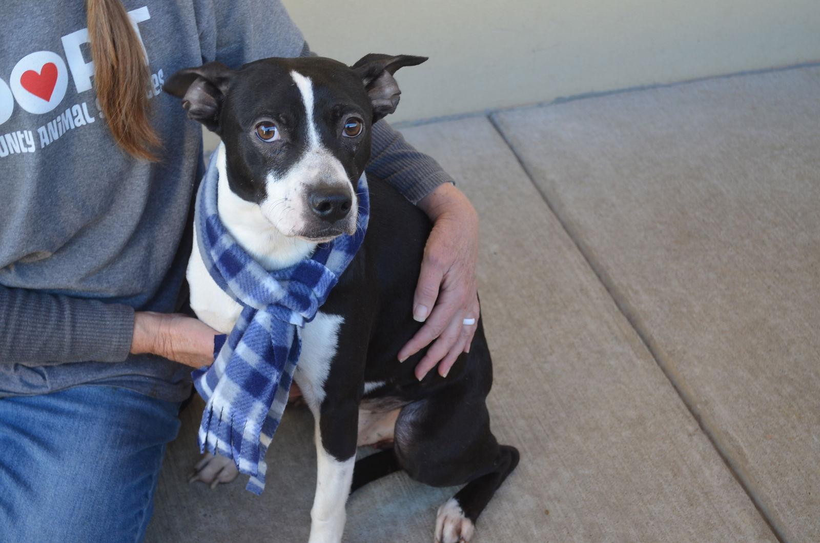 Mozza, Adoptable, Young Male Pit Bull Terrier.