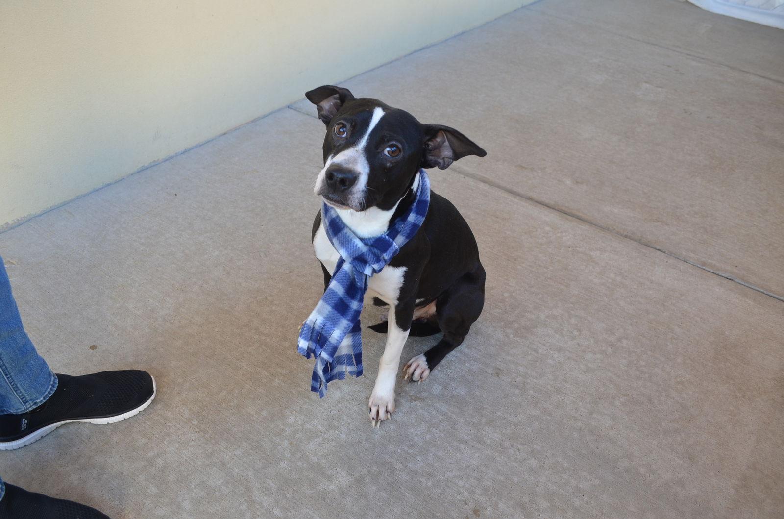 Enlarge Mozza, a Adoptable Pit Bull Terrier in McKinney, TX image 2/3