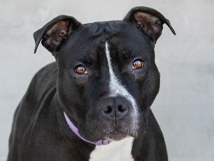 Bram, a Adoptable Mixed Breed in Longmont, CO image 3/3