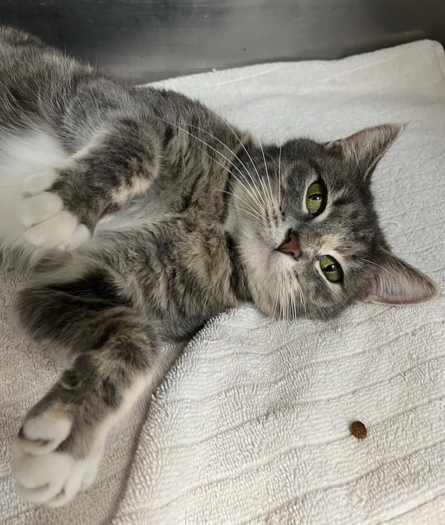 Enlarge Bean, a Adoptable Dilute Calico in Little Rock, AR image 1/1