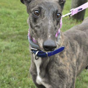 VOODOO CLAM, Adoptable, Adult Female Greyhound.