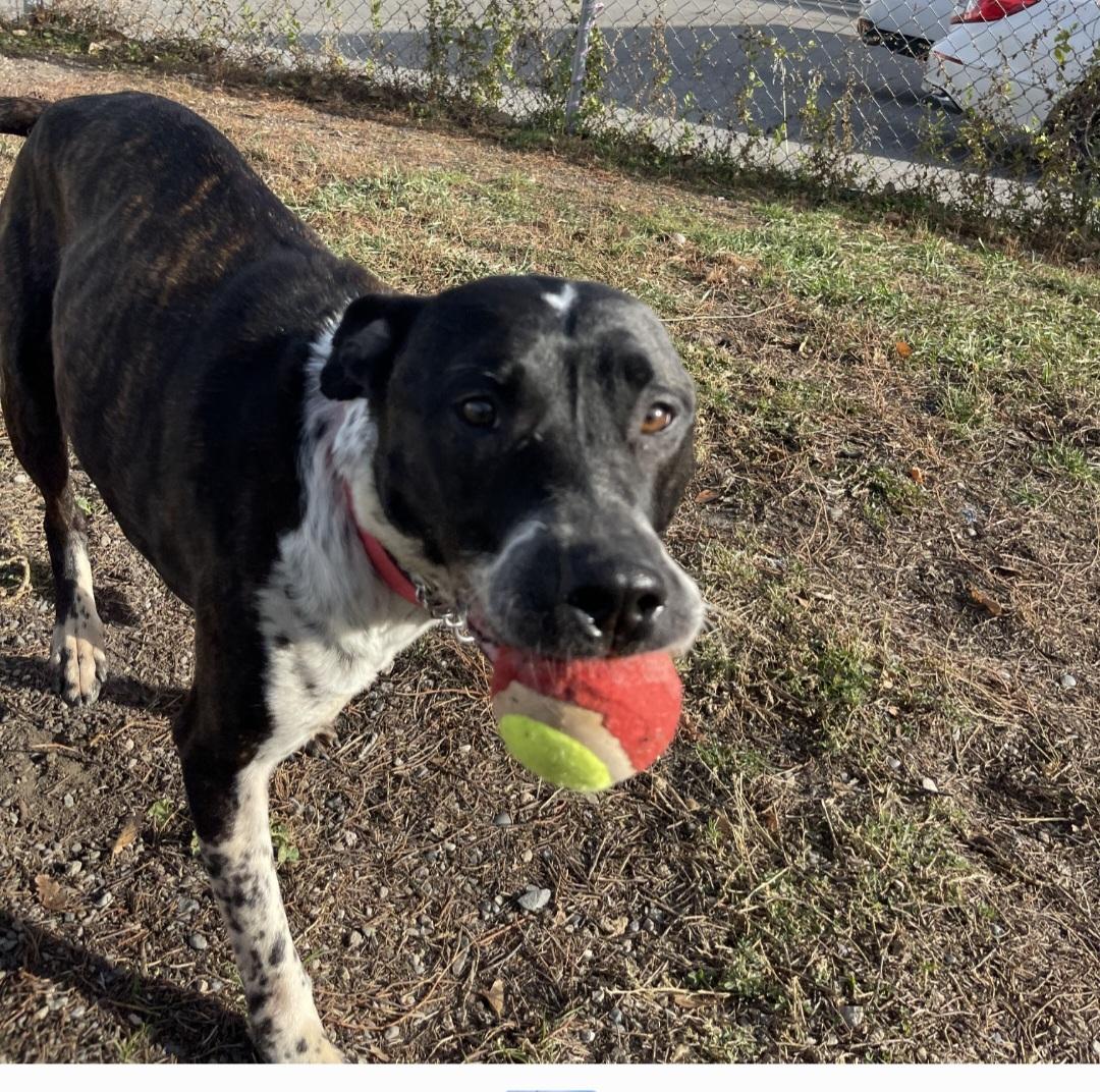 Charlie, an adoptable Pit Bull Terrier, Border Collie in Billings, MT, 59101 | Photo Image 2