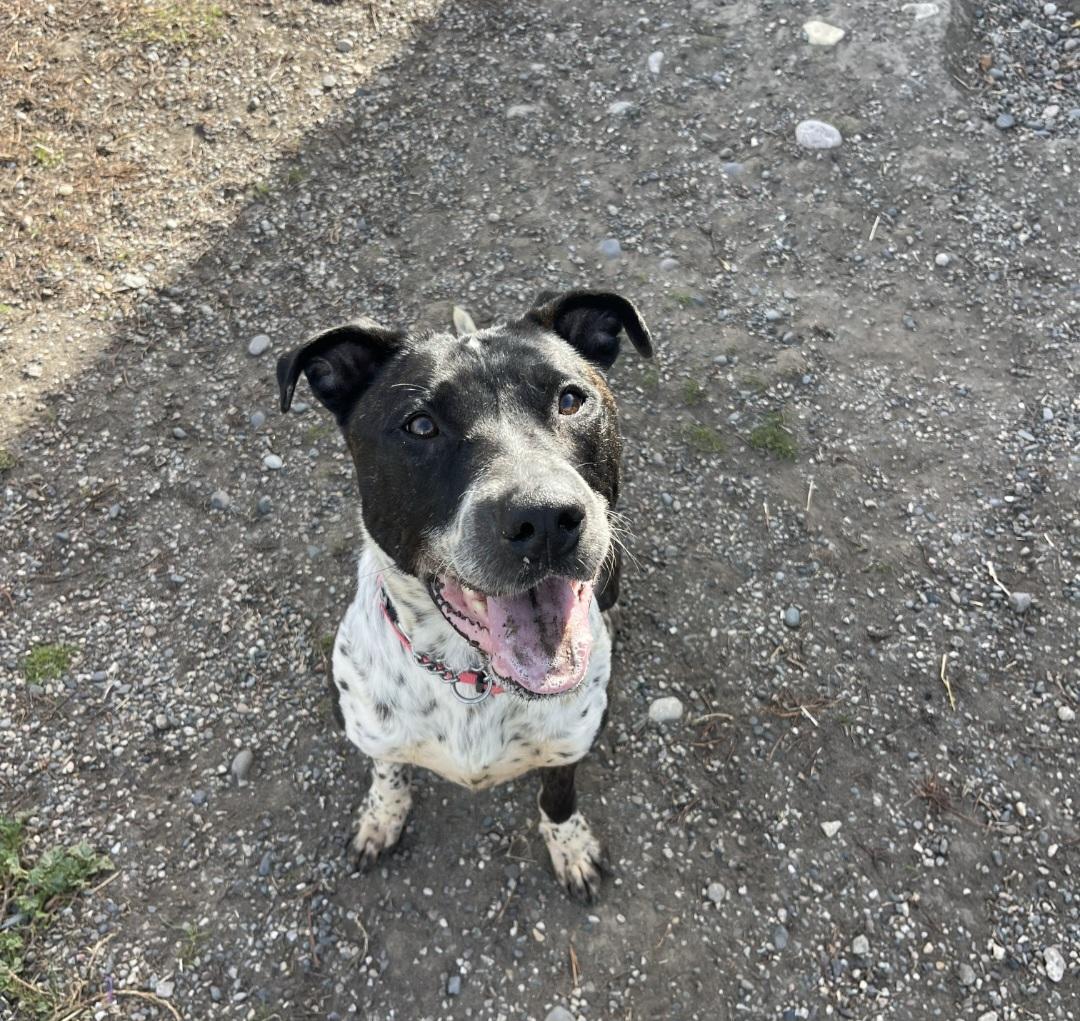 Enlarge Charlie, an adoptable mixed breed in Billings, MT image 2/4