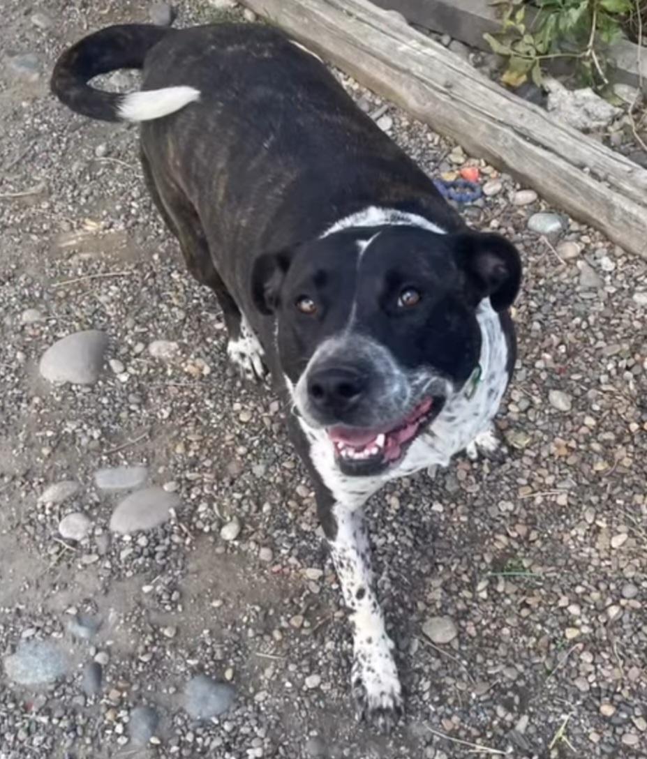 Charlie, Adoptable, Adult Female Pit Bull Terrier & Border Collie.
