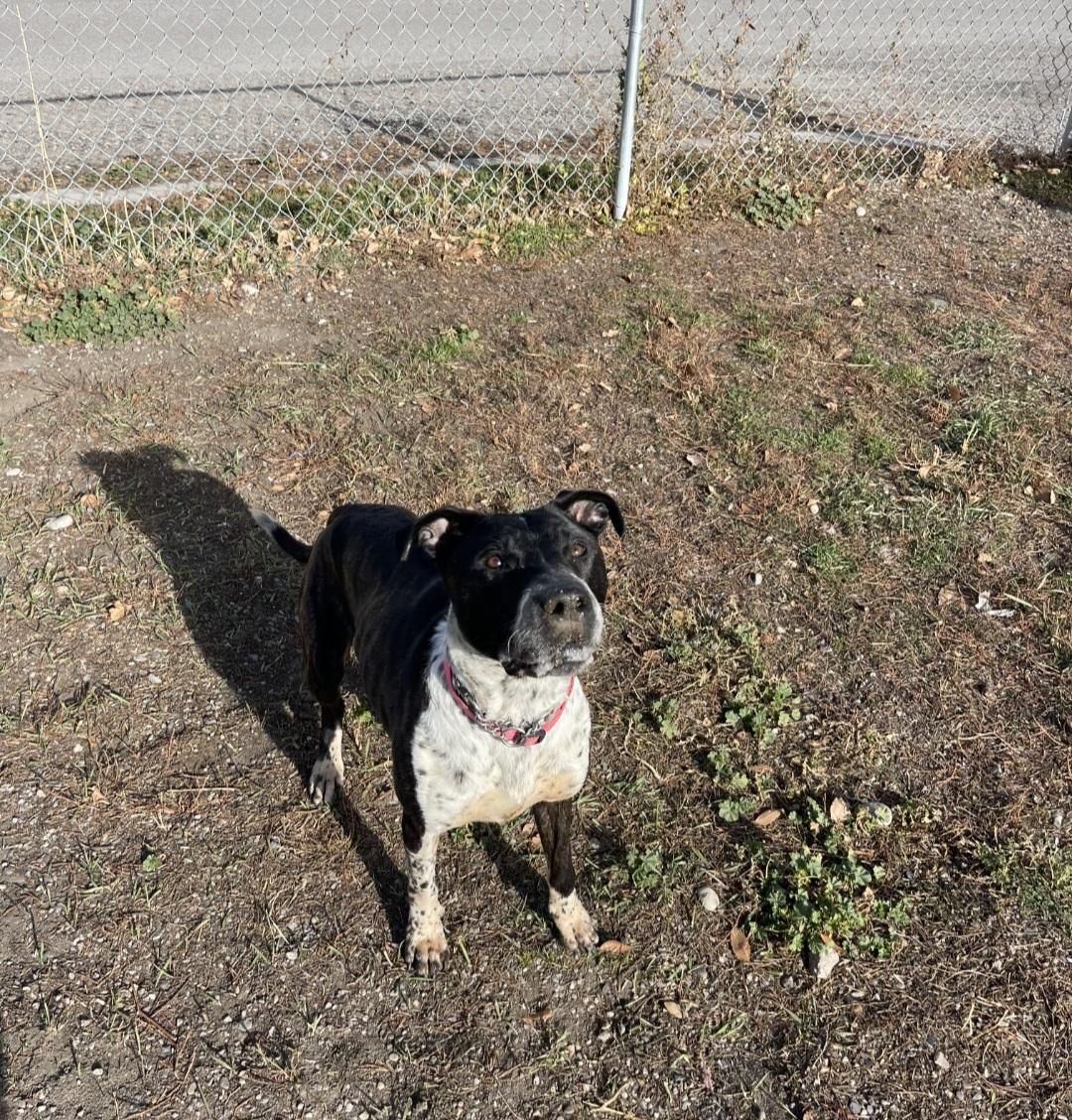 Enlarge Charlie, an adoptable mixed breed in Billings, MT image 3/4