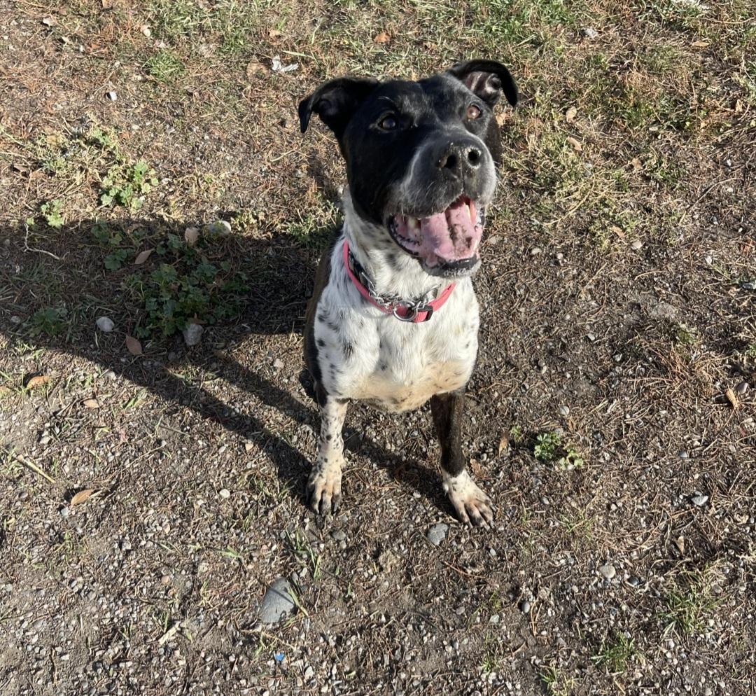Charlie, an adoptable Pit Bull Terrier, Border Collie in Billings, MT, 59101 | Photo Image 4