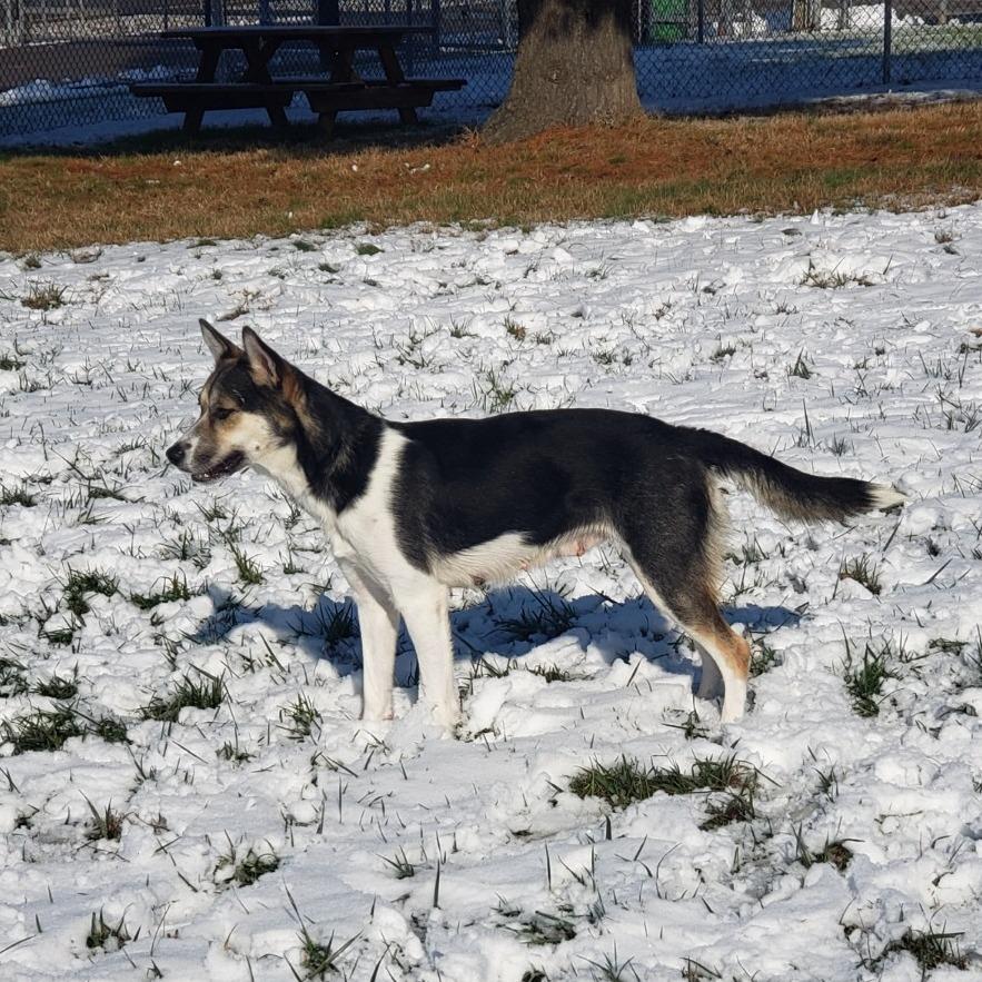 Enlarge Brooke, a Adoptable Mixed Breed in Danville, KY image 1/5